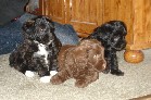 POOCHI' Puppies - minature poodle x longhaired chihuahua. 1st generation...