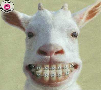 Smiley Kambing - Smiley Kambing means Smiling Goat...  Smiley (English) Kambing (Malay)