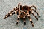 spider - spider