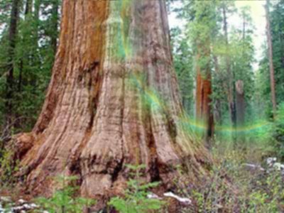 California Big Trees - Big Trees National Park