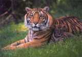 Tigers - This is my favorite animal! I would love to be that cub and cuddle up with mom!