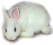 white rabbit - A very sweet white rabbit
