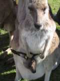 Kangaroo & Joey - Doesn't that Joey look so cozy in his mom's pouch? I know I would be if I were him!