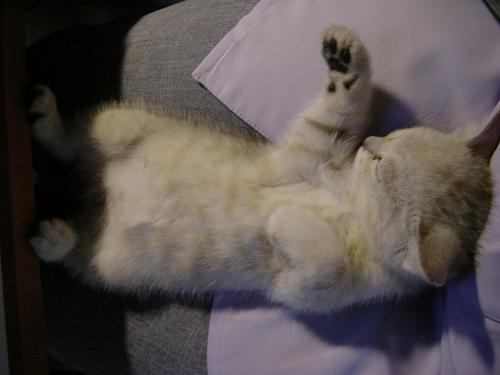 Sleeping peacefully - ...and no, that wasn't me on the picture. meow~