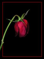 Wilted Rose - Wilted Love? - The picture is simple. A Wilted Rose. To some, it may mean gloominess/sadness while to some it means nothing. The rose just had to go away. But to think, wasn't that like the love of some teenagers?