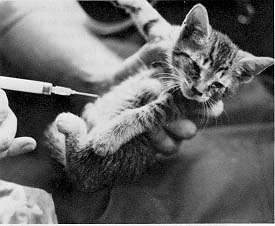 mercy killing - The picture shows how to do mercy killing but in animals....