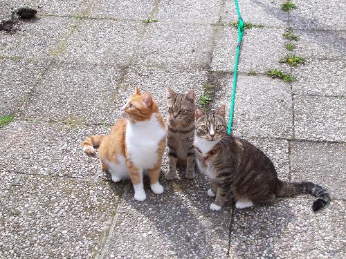My Cats - These are my Cats   From left to right:  Gingy, Rakker and Lady
