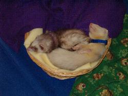 Napping - Sharky and Charisse