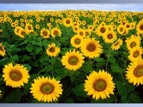 Sunflowers - Sunflowers