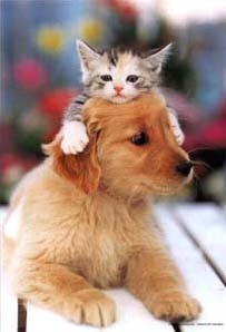 cat and dog - cat and dog
cute