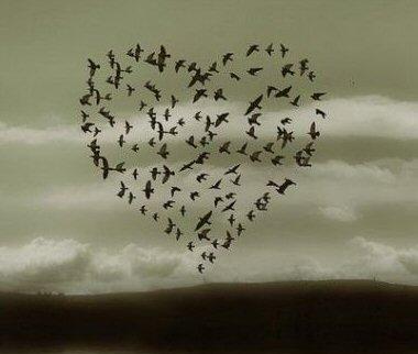 love birds - love birds