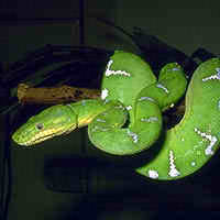 Snake - Snake  credit website: http://www.animalinyou.com/snake.jpg