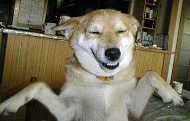 dog - dog smiling
