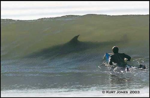 shark at the front! - don know this guy die or not??haha