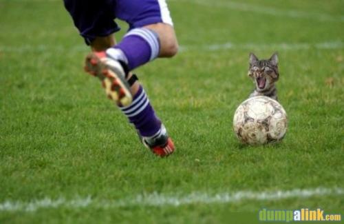 chicken run????? - this cat sure die