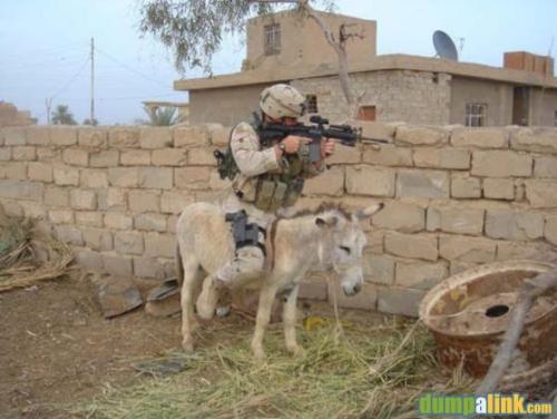 shoot on a donkey??? - a nice defencer