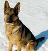 Dog - Dog