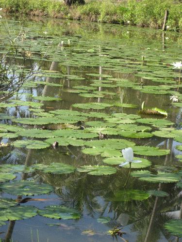 White Lotus in a moat - One of natures best gift.. i could stop capturing it from one of the islands I visited