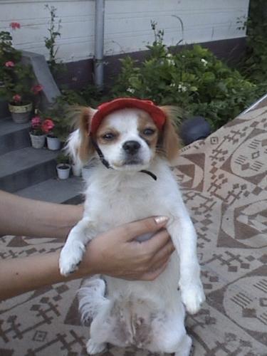 my dog - I'm cute...