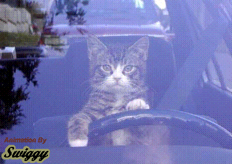 This is cute,, -  a picture i think is very cute of a tiger kitty who looks like mine..