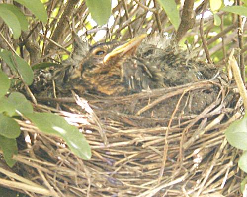 baby bird,Robin - This is a baby Robin that was born last Spring in my yard.There were 3 babys in the nest, all lived and learned to fly.