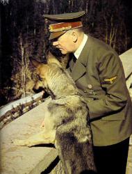 dog - dog