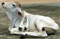 Six legs cow - Six legs cow.