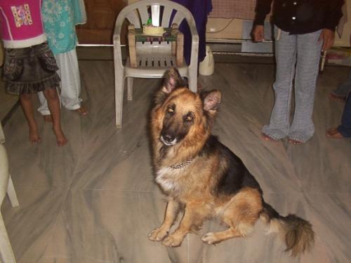 The Best Dog In The World - The Best Dog In The World