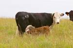 cow - cow