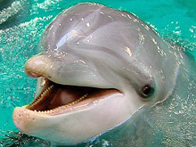 dolphin - dolphin