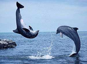 dolphin - dolphin