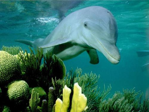 dolphin - dolphin