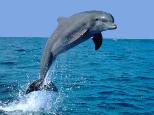 dolphin - dolphin