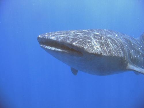 whale - whale