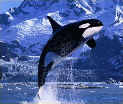 Killer whale - Killer whale