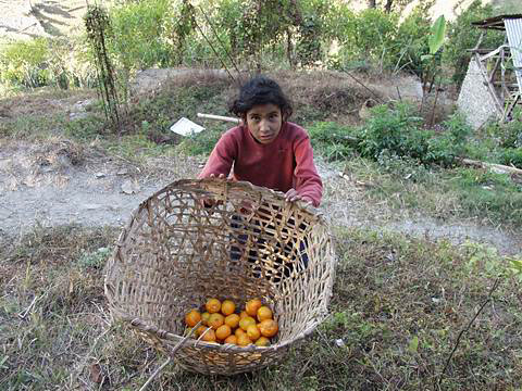 oranges - oranges