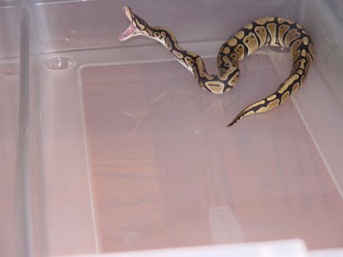 Ball Python 'yawning' - Looks like she is striking, but in fact she is 'yawning' after eating.  It is how snakes readjust their jaw after eating.  Thought it was a cool picture!