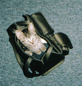 Cleo - This is Cleo.  She is 6 years old.  This is an old picture but it shows how small she was.  She still isn't very big.  Kodi is her brother.