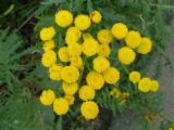 these are flowers, not pop corn!! - flowers