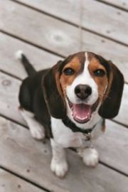 Dogs - Beagle vs. Sharpei - dogs Dogs - Beagle vs. Sharpei - dogs