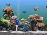The Perfect Marine Aquarium - Colorful Fish The Perfect Marine Aquarium - Colorful Fish