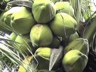 Coconut - A tree of Life - There are many used of coconut and VCO or virgin coconut oil is the newly utilized products.