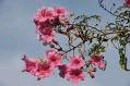Flower - Flowers are for peace.