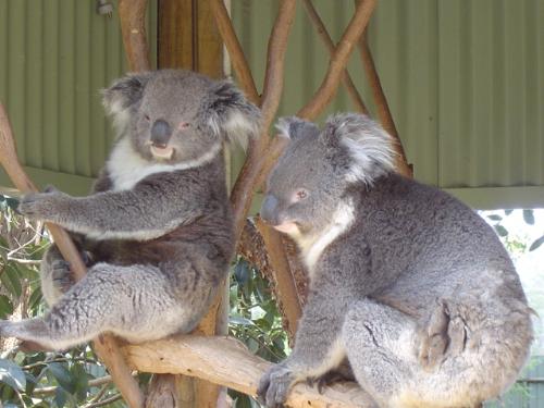 Koalas - Koalas are very cute and they r hervivorous. They feed on Eucalyptus leaves.