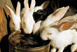 pod-rabbits - See a photo of domesticated rabbits sipping water from a bucket in Alaska