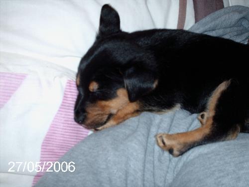 My Puppy - This is Kiwi.My puppy, he is now about 6 months old,this photo was taken at about 9 weeks.