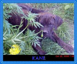 Kane - My cane corso Kane