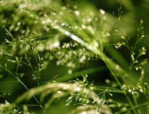 GREEN - My sweet and atrective green ......