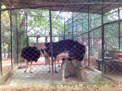ostrich - we must learn to enjoy God's creations. It is great and breathtaking.