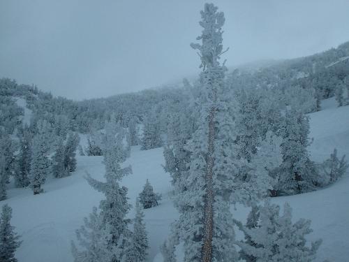 Fresh Snow - Enjoy the snow view